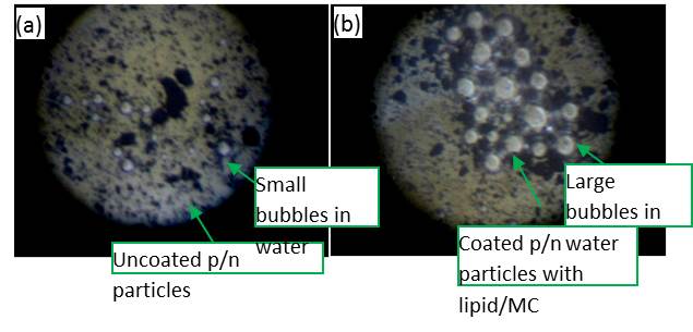 Figure 2: Bright field image of the bubbles formed around the p/n nanoparticles from water splitting. In (a) the Si beads are uncoated and in (b) they are coated with lipid/MC dye. The significant enhancement in bubble formation is seen in (b) which confirms the catalyzing role of lipid/MC coating. 